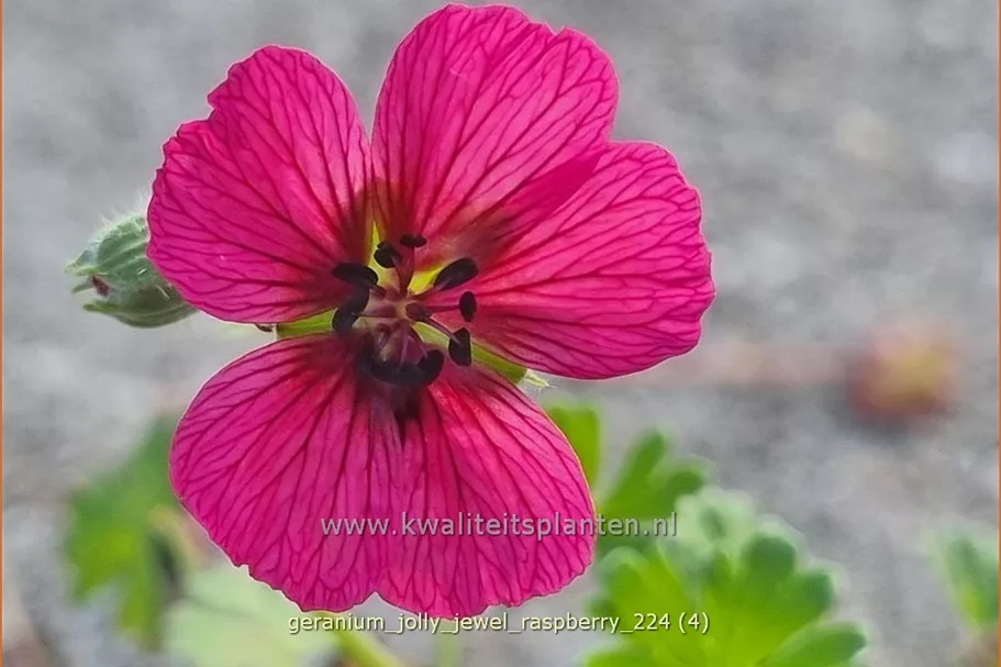 Geranium cinereum 'Jolly Jewel Raspberry'