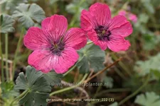 Geranium cinereum 'Jolly Jewel Raspberry'