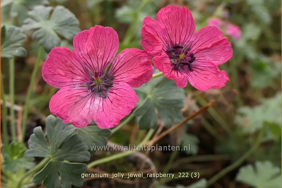 Geranium cinereum 'Jolly Jewel Raspberry'