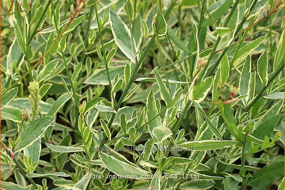 Gaura lindheimeri 'Corrie´s Gold'