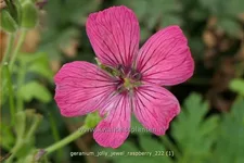 Geranium cinereum 'Jolly Jewel Raspberry'