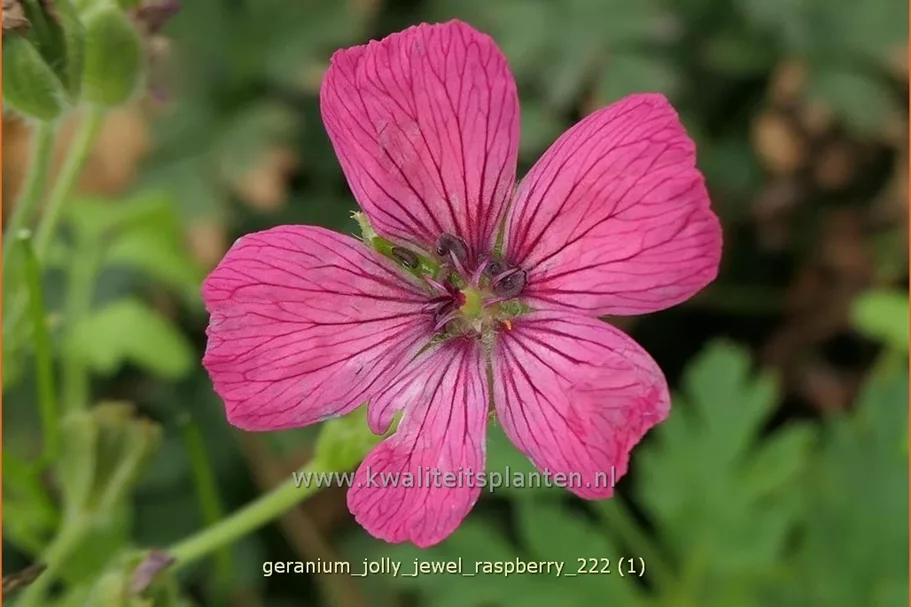 Geranium cinereum 'Jolly Jewel Raspberry'