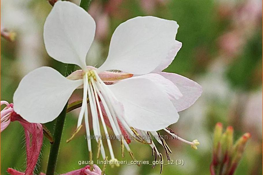 Gaura lindheimeri 'Corrie´s Gold'