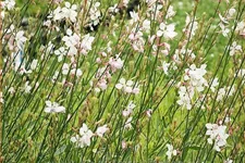 Gaura lindheimeri 'Corrie´s Gold'