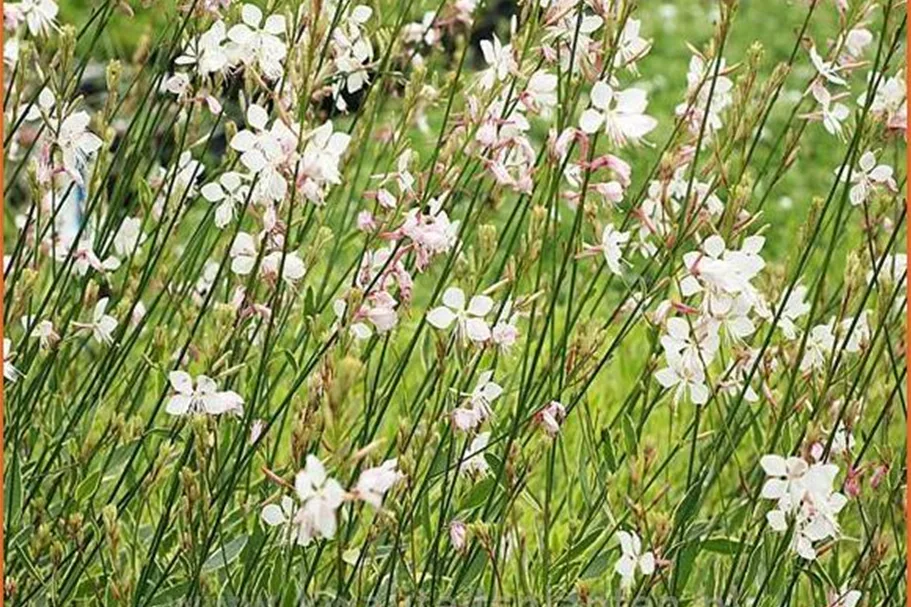 Gaura lindheimeri 'Corrie´s Gold'
