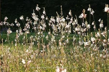 Gaura lindheimeri 'Corrie´s Gold'