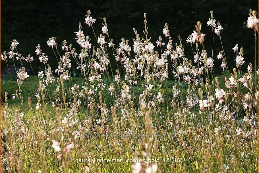 Gaura lindheimeri 'Corrie´s Gold'