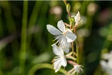 Gaura lindheimeri 'Corrie´s Gold'