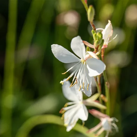 Gaura lindheimeri 'Corrie´s Gold'