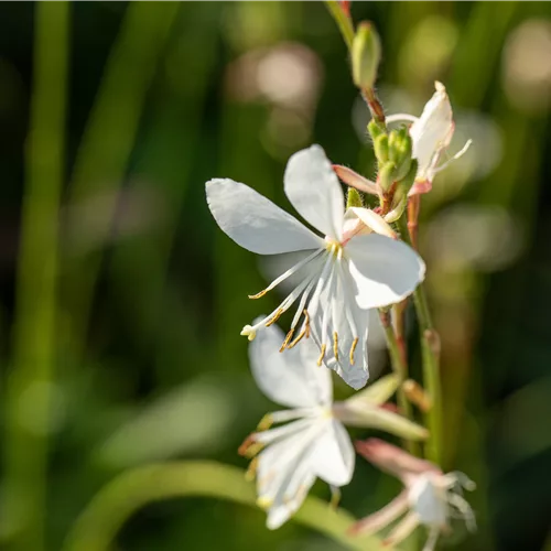 Gaura lindheimeri 'Corrie´s Gold'