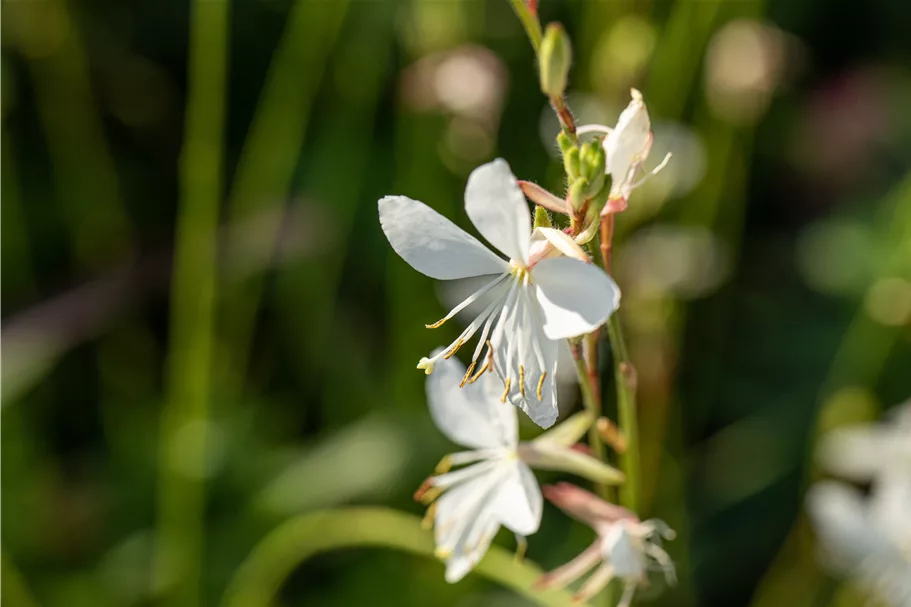 Gaura lindheimeri 'Corrie´s Gold'