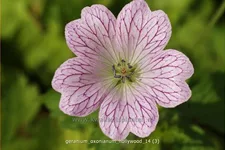 Geranium x oxonianum 'Hollywood'