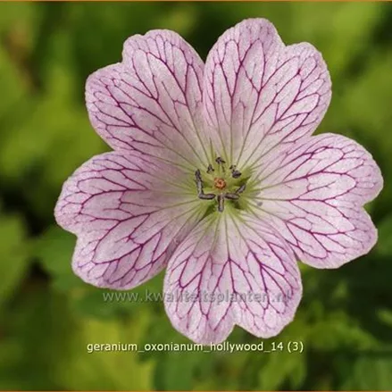 Geranium x oxonianum 'Hollywood'