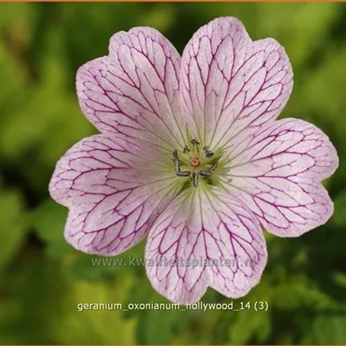 Geranium x oxonianum 'Hollywood'