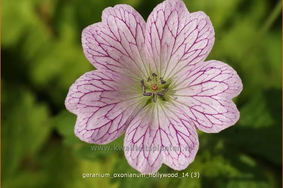Geranium x oxonianum 'Hollywood'