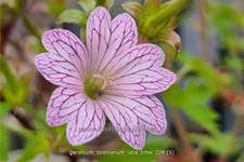 Geranium x oxonianum 'Lace Time'