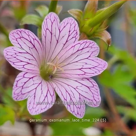 Geranium x oxonianum 'Lace Time'
