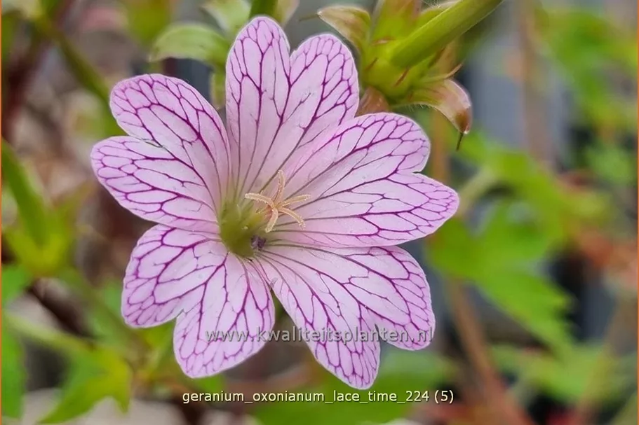 Geranium x oxonianum 'Lace Time'