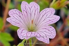 Geranium x oxonianum 'Lace Time'