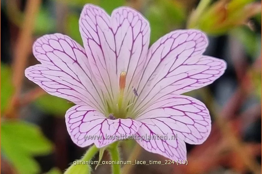Geranium x oxonianum 'Lace Time'
