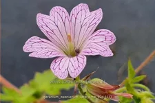 Geranium x oxonianum 'Lace Time'