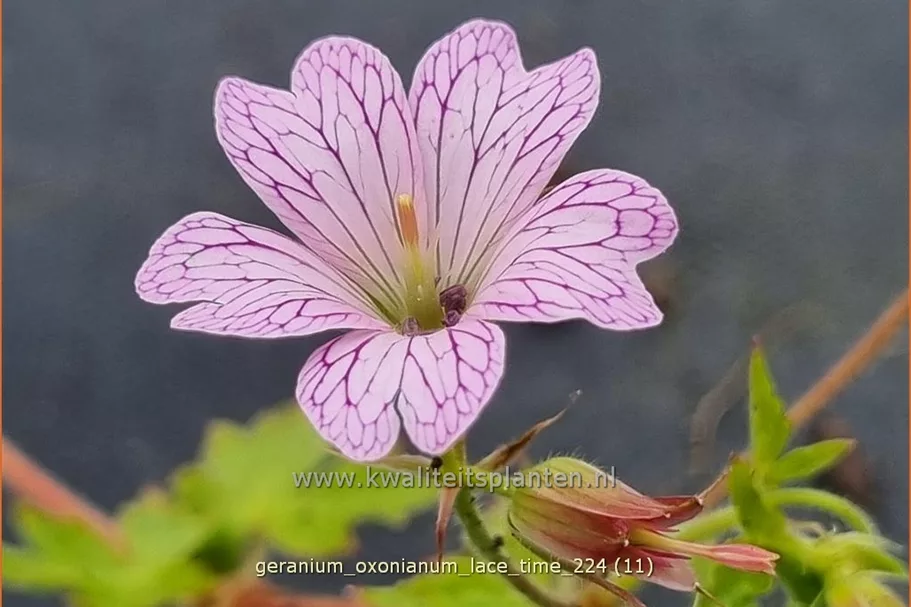 Geranium x oxonianum 'Lace Time'