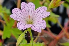 Geranium x oxonianum 'Lace Time'