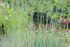 Festuca glauca 'Blauglut'