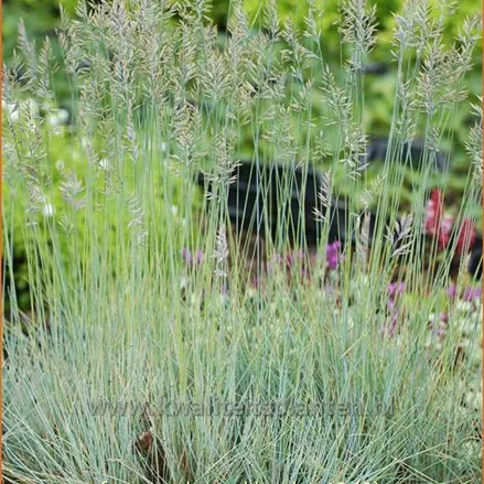 Festuca glauca 'Blauglut'