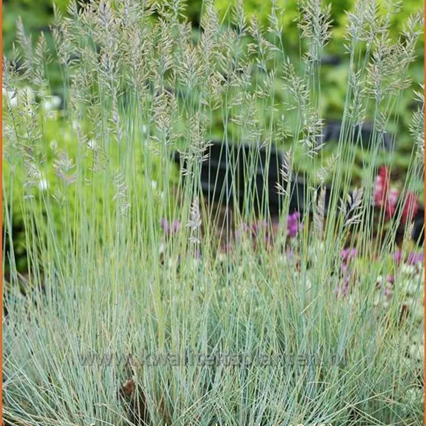 Festuca glauca 'Blauglut'