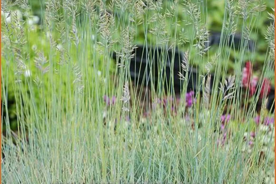 Festuca glauca 'Blauglut'