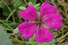 Geranium cinereum 'Jolly Jewel Red'