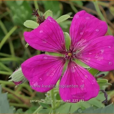 Geranium cinereum 'Jolly Jewel Red'