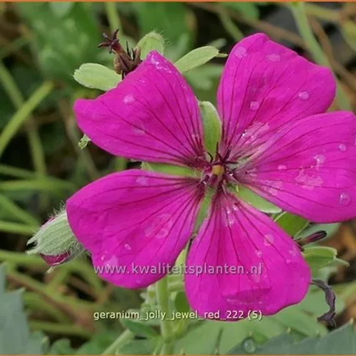 Geranium cinereum 'Jolly Jewel Red'