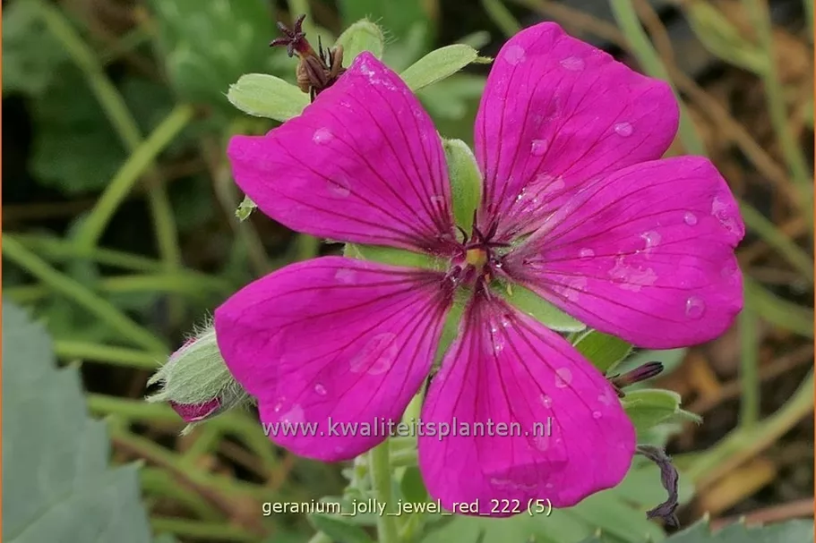 Geranium cinereum 'Jolly Jewel Red'