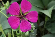 Geranium cinereum 'Jolly Jewel Red'