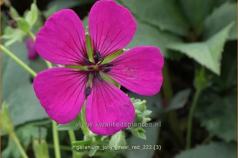 Geranium cinereum 'Jolly Jewel Red'