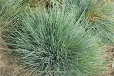 Festuca glauca 'Blauglut'