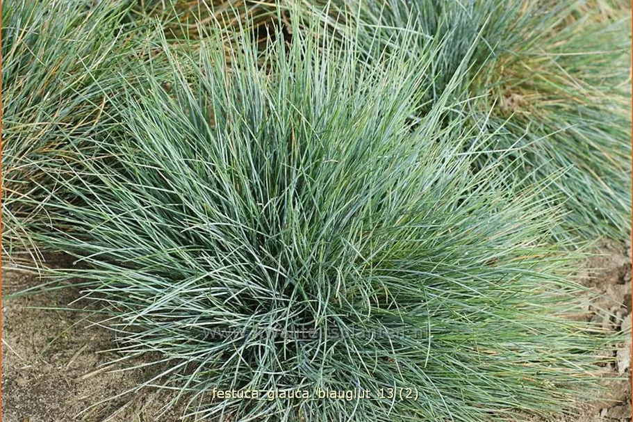 Festuca glauca 'Blauglut'