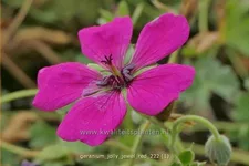 Geranium cinereum 'Jolly Jewel Red'