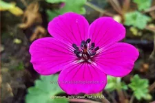 Geranium cinereum 'Jolly Jewel Red'