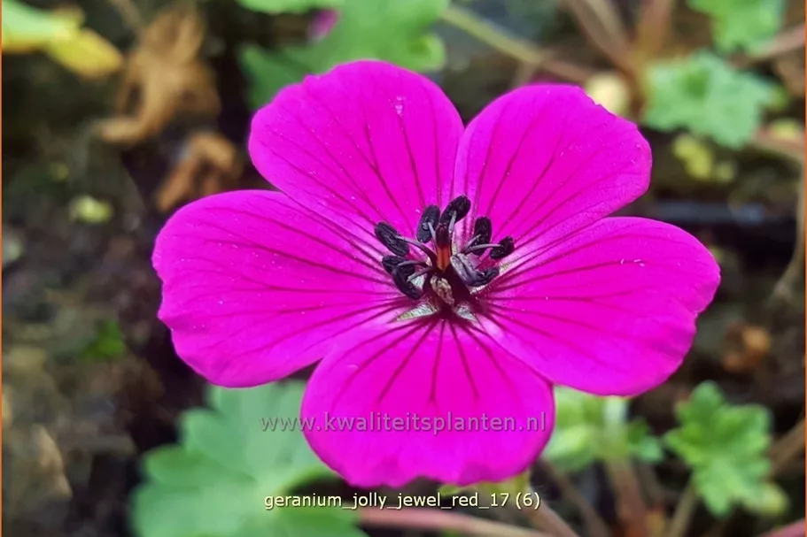 Geranium cinereum 'Jolly Jewel Red'