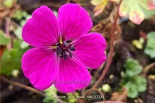 Geranium cinereum 'Jolly Jewel Red'