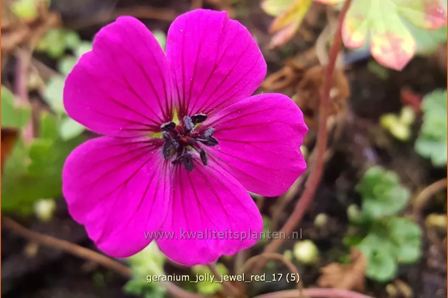 Geranium cinereum 'Jolly Jewel Red'