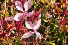 Gaura lindheimeri 'Gaudi Pink'