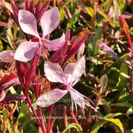 Gaura lindheimeri 'Gaudi Pink'