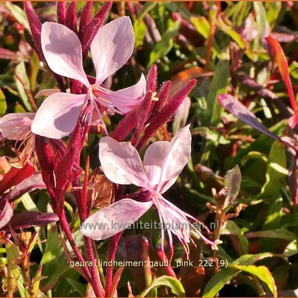 Gaura lindheimeri 'Gaudi Pink'