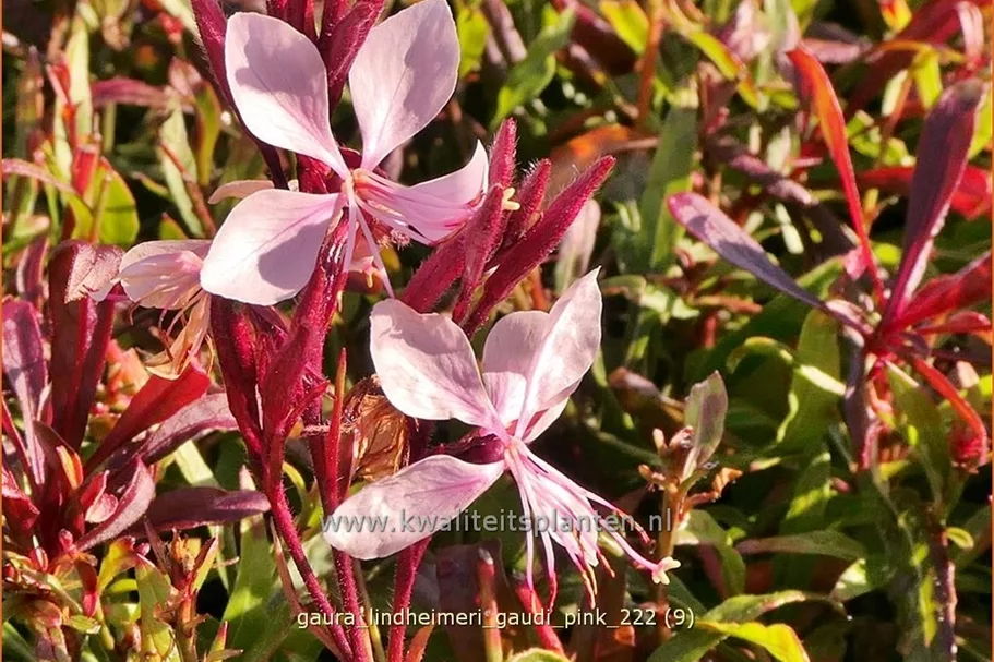 Gaura lindheimeri 'Gaudi Pink'