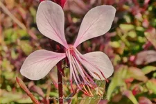 Gaura lindheimeri 'Gaudi Pink'