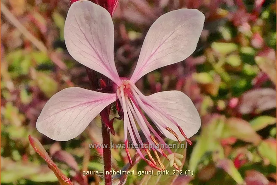 Gaura lindheimeri 'Gaudi Pink'